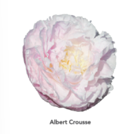 Albert-Crousse