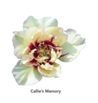 Callies-Memory-4