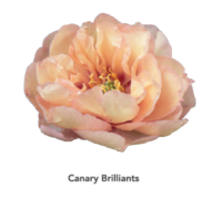 Canary-Brilliants-1