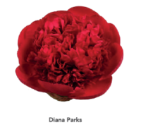 Diana-Parks-1