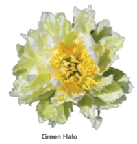 Green-Halo-1