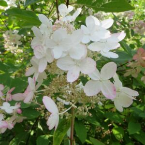 Hydrangea-pan-Pink-Diamond-3