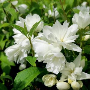 Philadelphus-Schneesturm-3