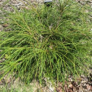 Thuja-pl-Whipcord