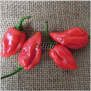 habanero-red-2