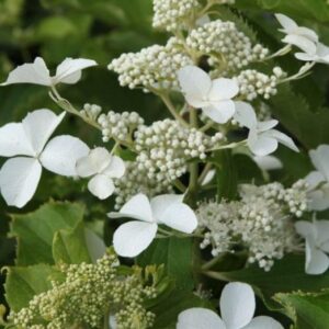 hydrangea-pan-Levana