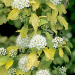 lodjappoisenelas-darts-gold