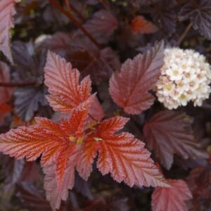 lodjappoisenelas-schuch