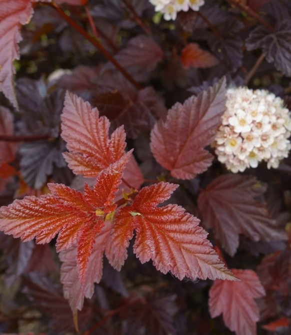 lodjappoisenelas-schuch