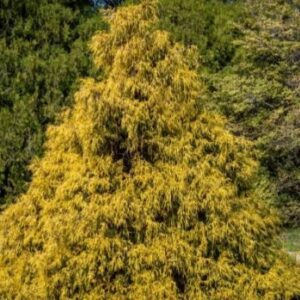 maegi-ebakuepress-filifera-aurea