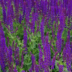 metssalvei-ostfriesland