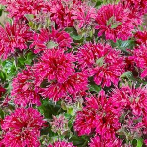monarda-cranberry-lace