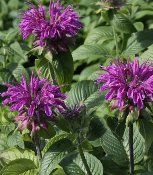 monarda-praerienacht