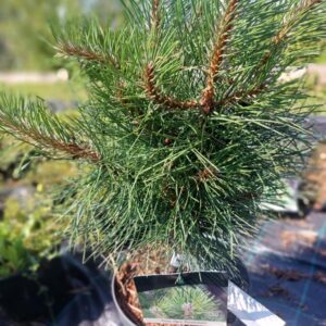 must-maend-pyramidalis