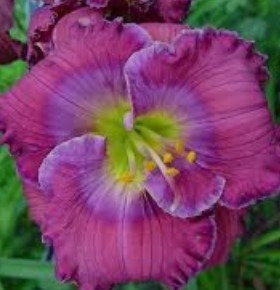 paeevaliilia-lavender-blue-baby