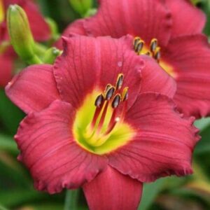 paeevaliilila-pardon-me