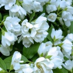 philadelphus-Manteau-dHermine-2