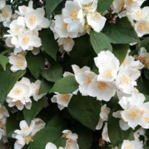 philadelphus-mont-blanc-2