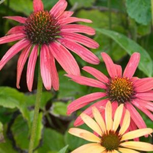 siilkuebar-cheyenne-spirit