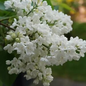 syringa-Florent-Stepman-2