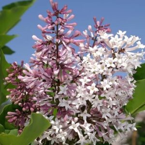 syringa-miss-kim