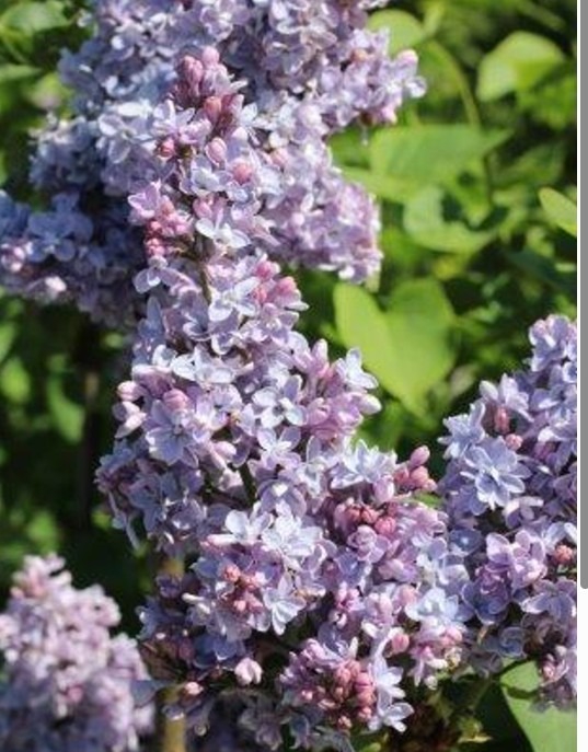 syringa-president-gravy