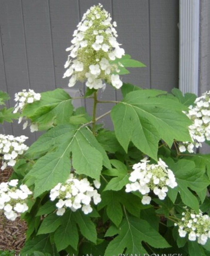 tammelehine-hortensia-alice-1