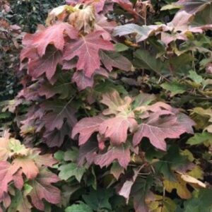 tammelehine-hortensia-alice-2