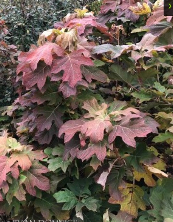 tammelehine-hortensia-alice-2