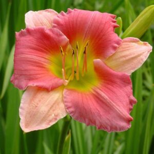 Hemerocallis-Final-Touch-2-D