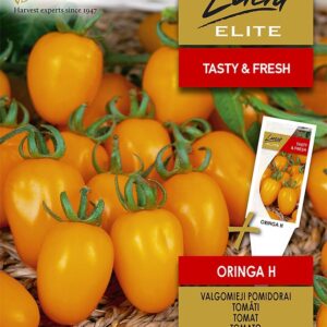 Tomat-Oringa-H