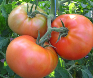 Tomat-Vilja-4