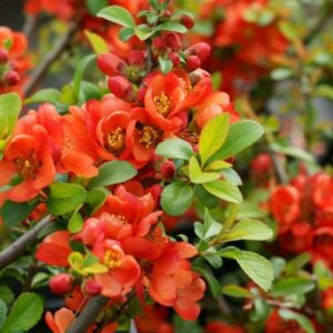 ebakuedooni-sargentii