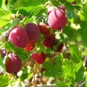 karusmari-hinnomaeki-punane