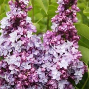 sirel-Katherine-havemeyer