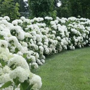 Hortensia-incredibal