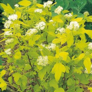 lodjappoisenelas-nugget