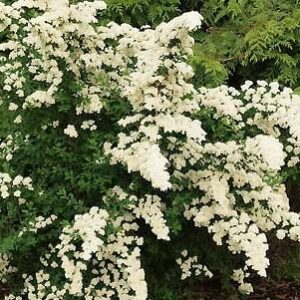 nipponi-enelas-white-carpet