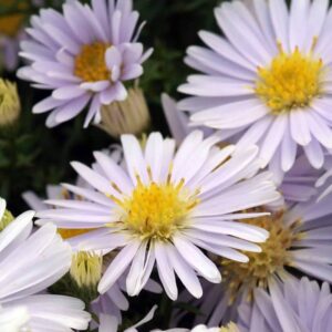 Aster-Apollo-3-D0