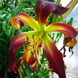 Hemerocallis-Dancing-on-Air-1-D-scaled-1