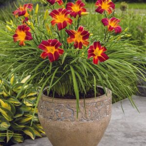Hemerocallis-EveryDaylily-Red-Ribs