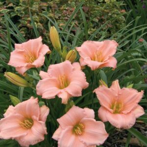 Hemerocallis-On-and-On-2-D-1