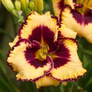 Hemerocallis-Open-my-Eyes-H-