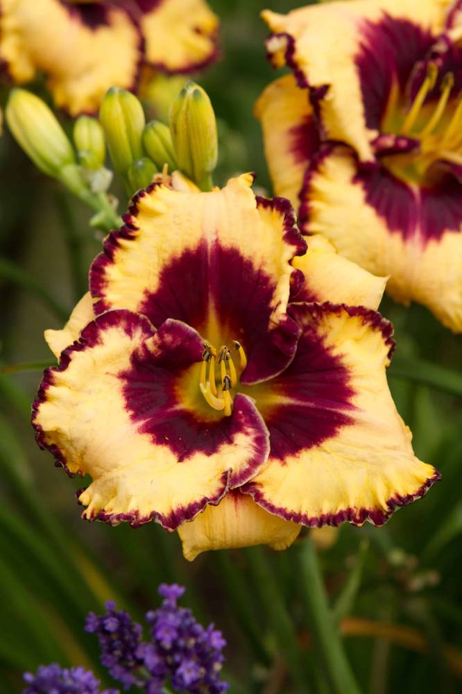 Hemerocallis-Open-my-Eyes-H-