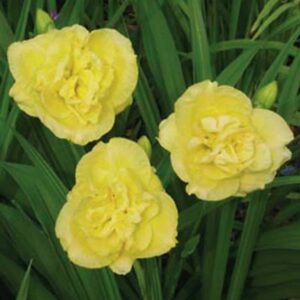 Hemerocallis-Yellow-Submarine-2-D0