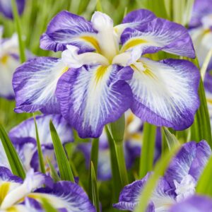 Iris-Ensata-Dinner-Plate-Carrot-Cake-DC-1