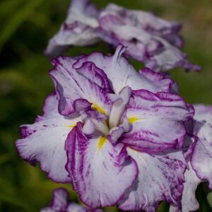 Iris-Harlequinesque-1-D-scaled-1-1