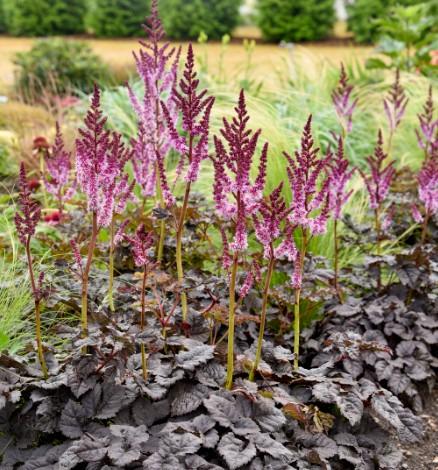 astilbe-dark-side-of-the-moon-2