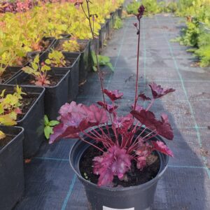 Vahtralehine helmikpööris  'Purple Red' C2