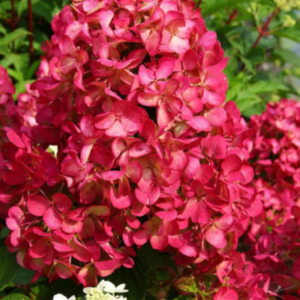 hortensia-diamand-rouge